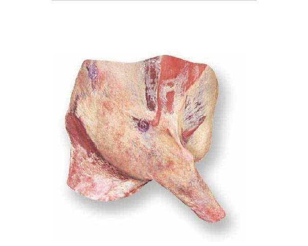 Forequarter
